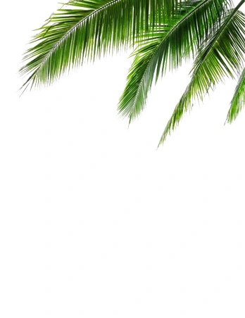 palmera, verano, oroquey, bronceador